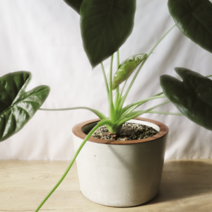 Duża betonowa donica, ręcznie wykonana, wykończona drewnianą obręczą.